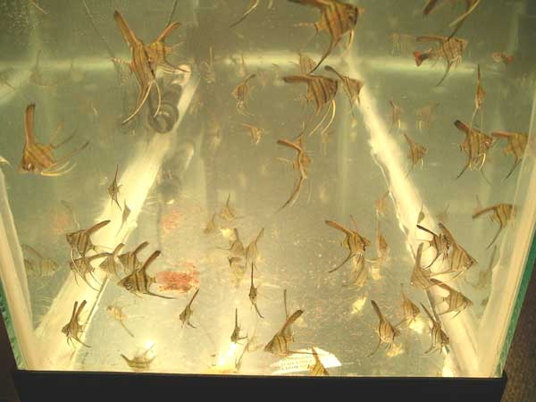 Angelfish Growth Chart